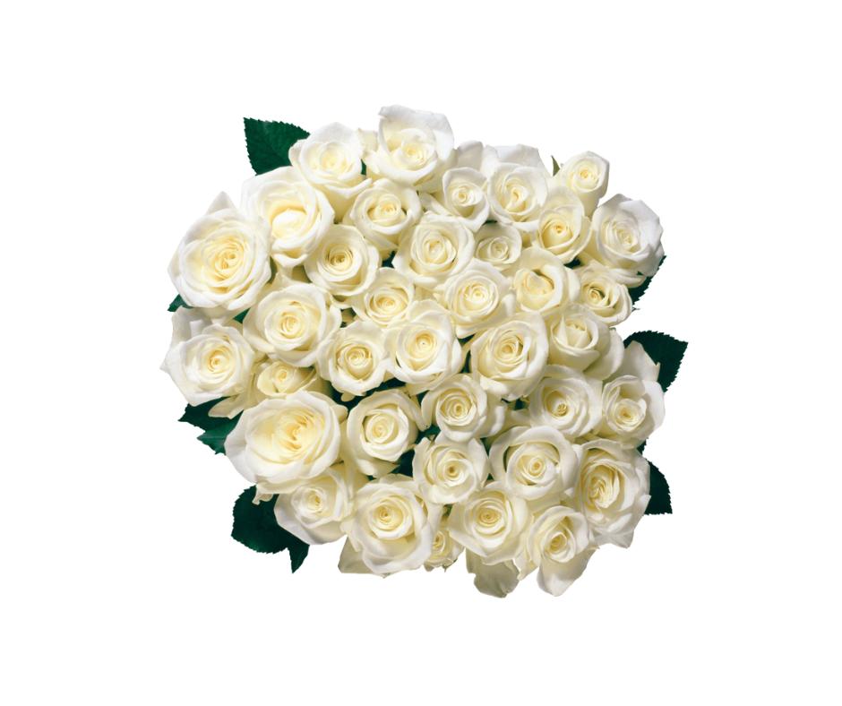 White Roses
